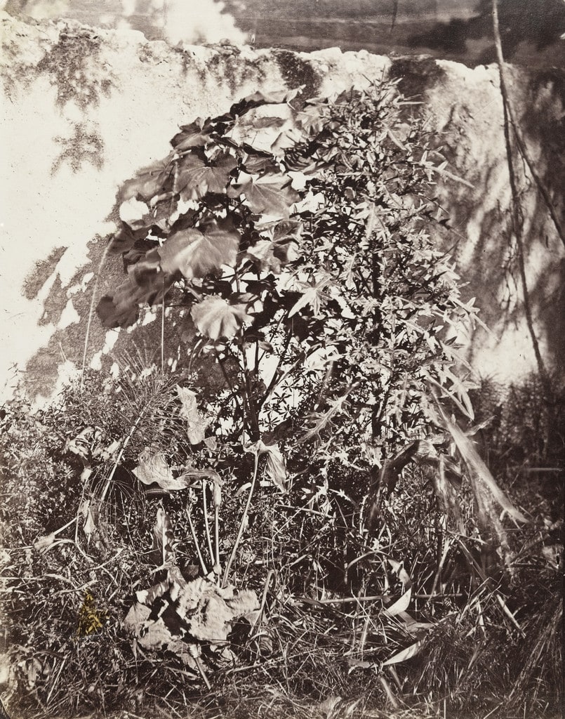 Plant Study