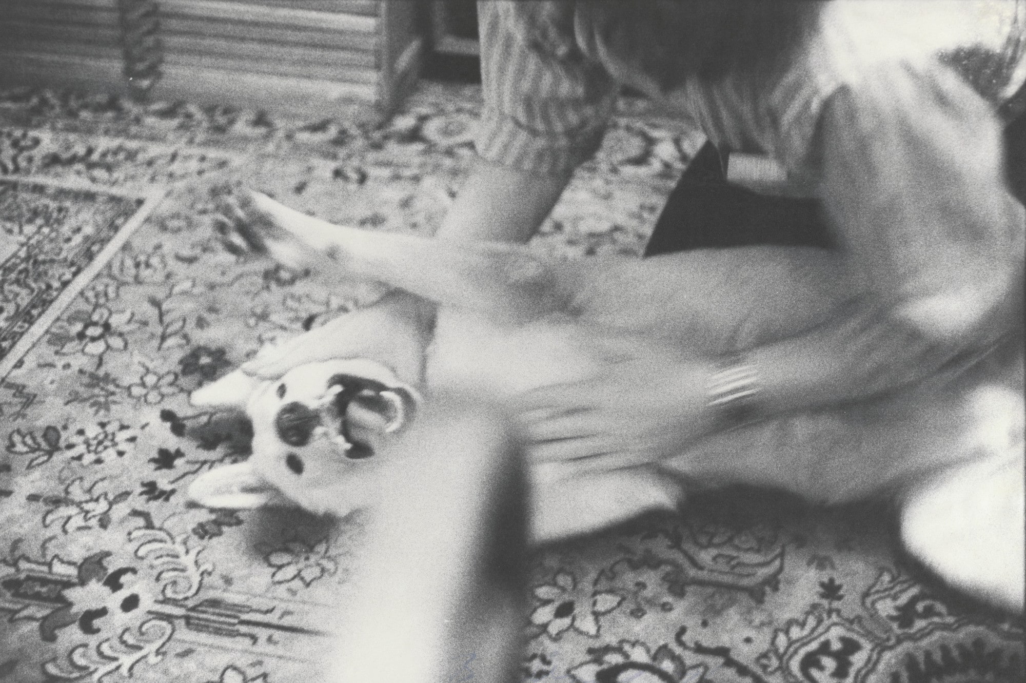 Steve Rubbing Honey on Rug