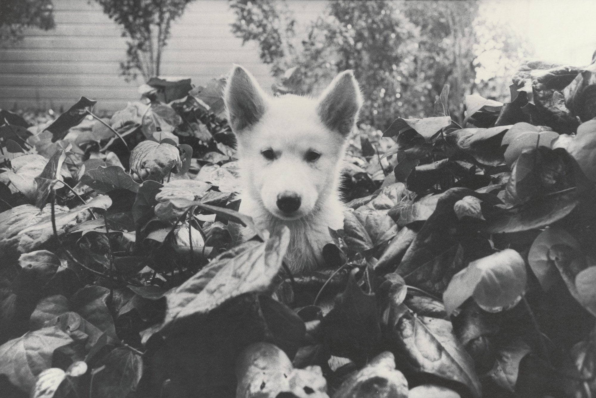 Honey in Ivy