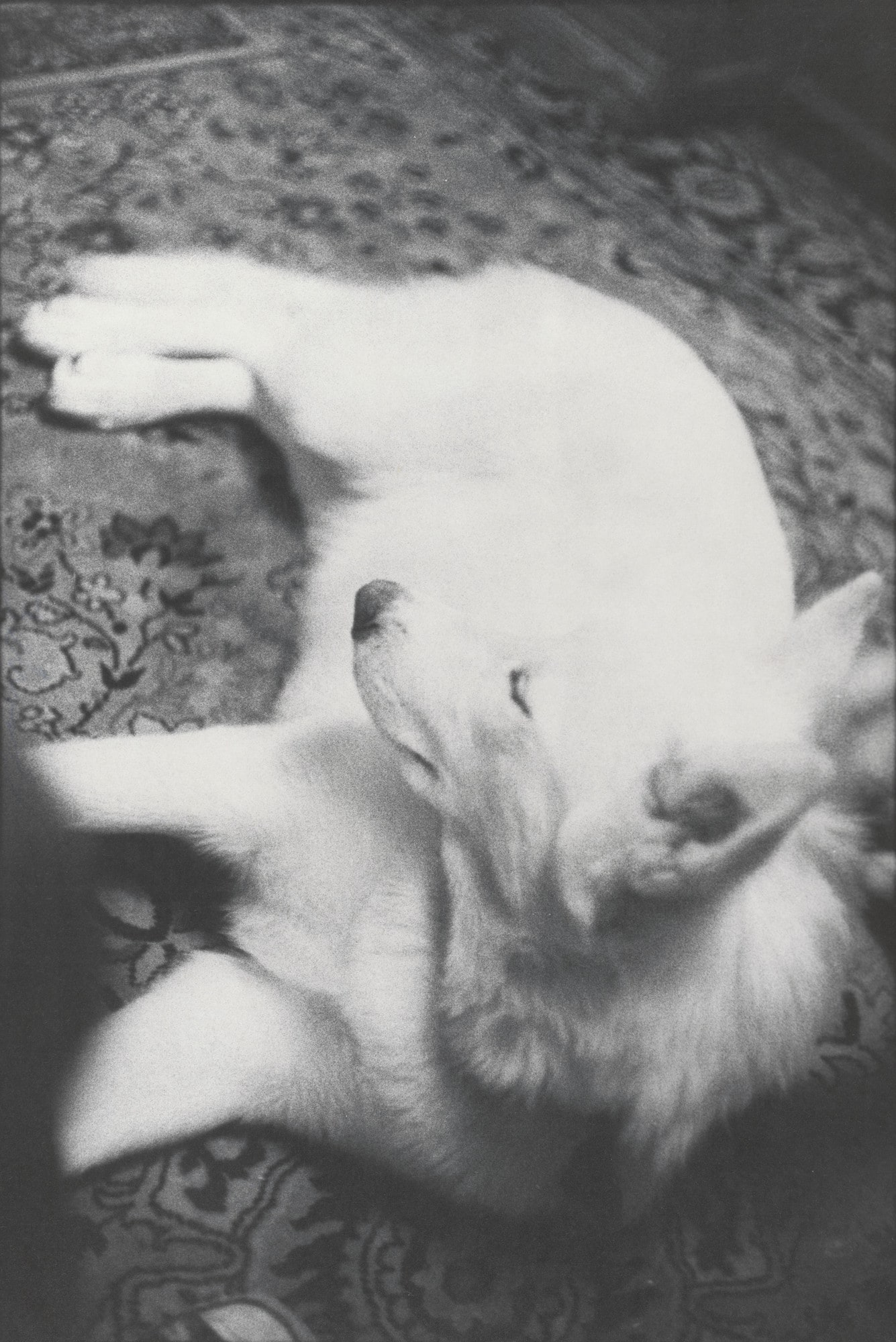 Honey on Rug