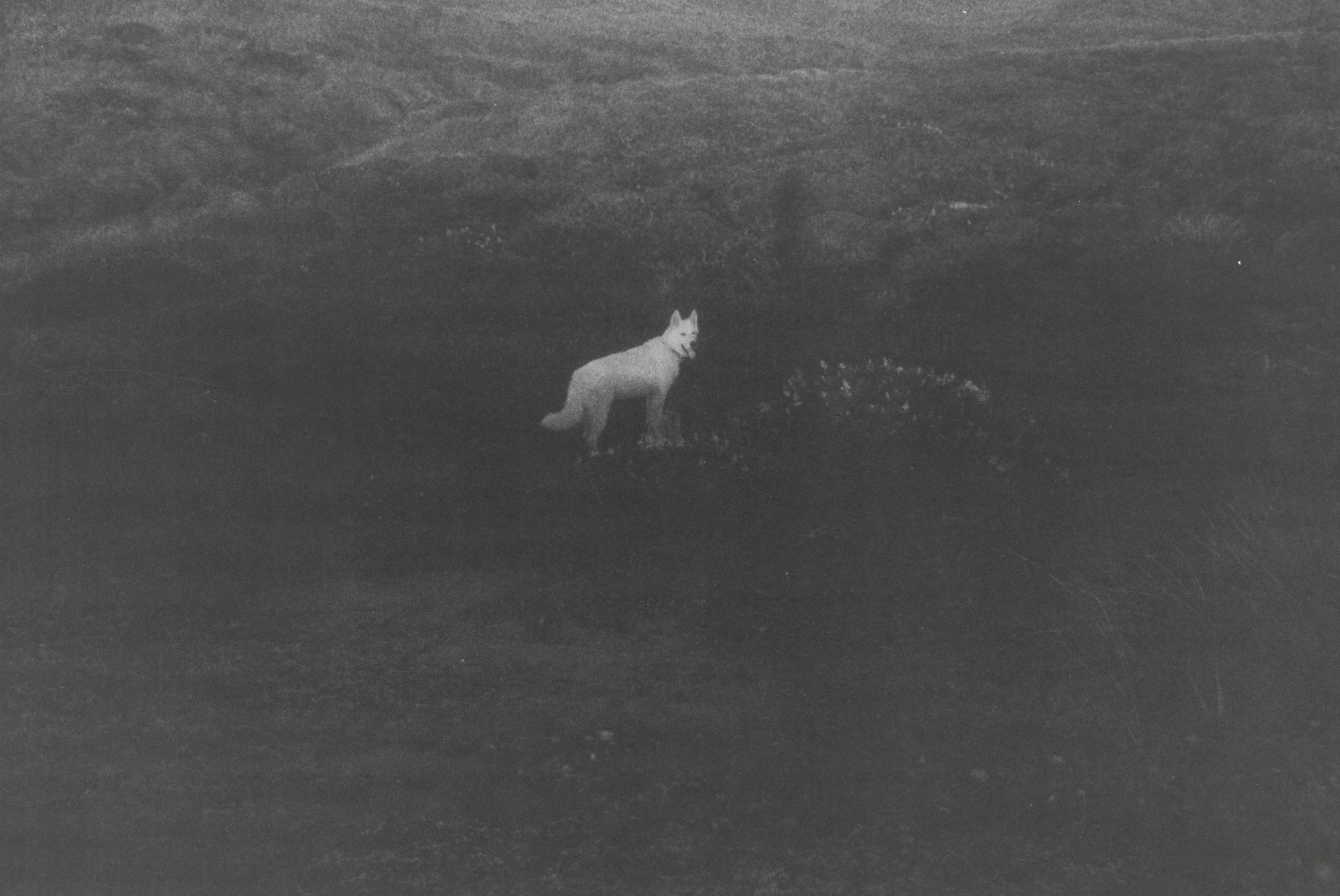Honey in Field (large)