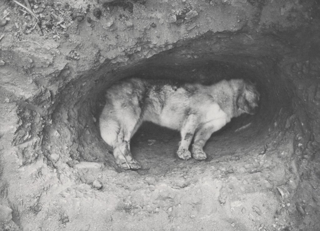 Honey in Grave