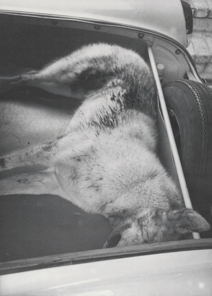 Honey in Trunk