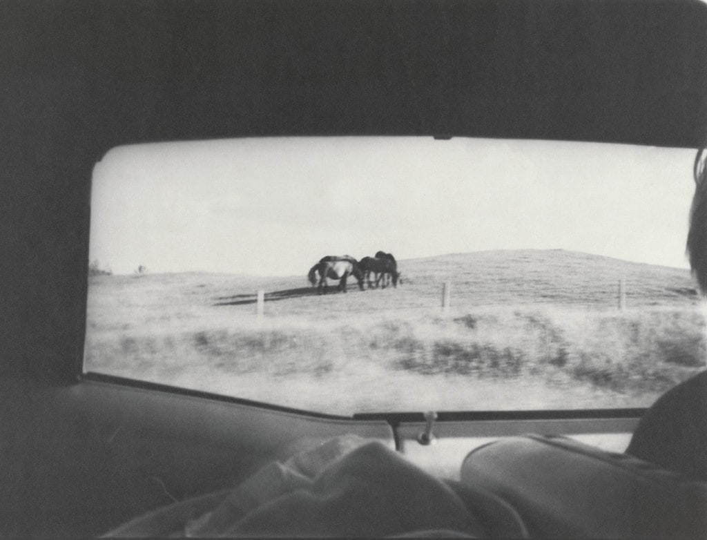 Horses out California Car Window