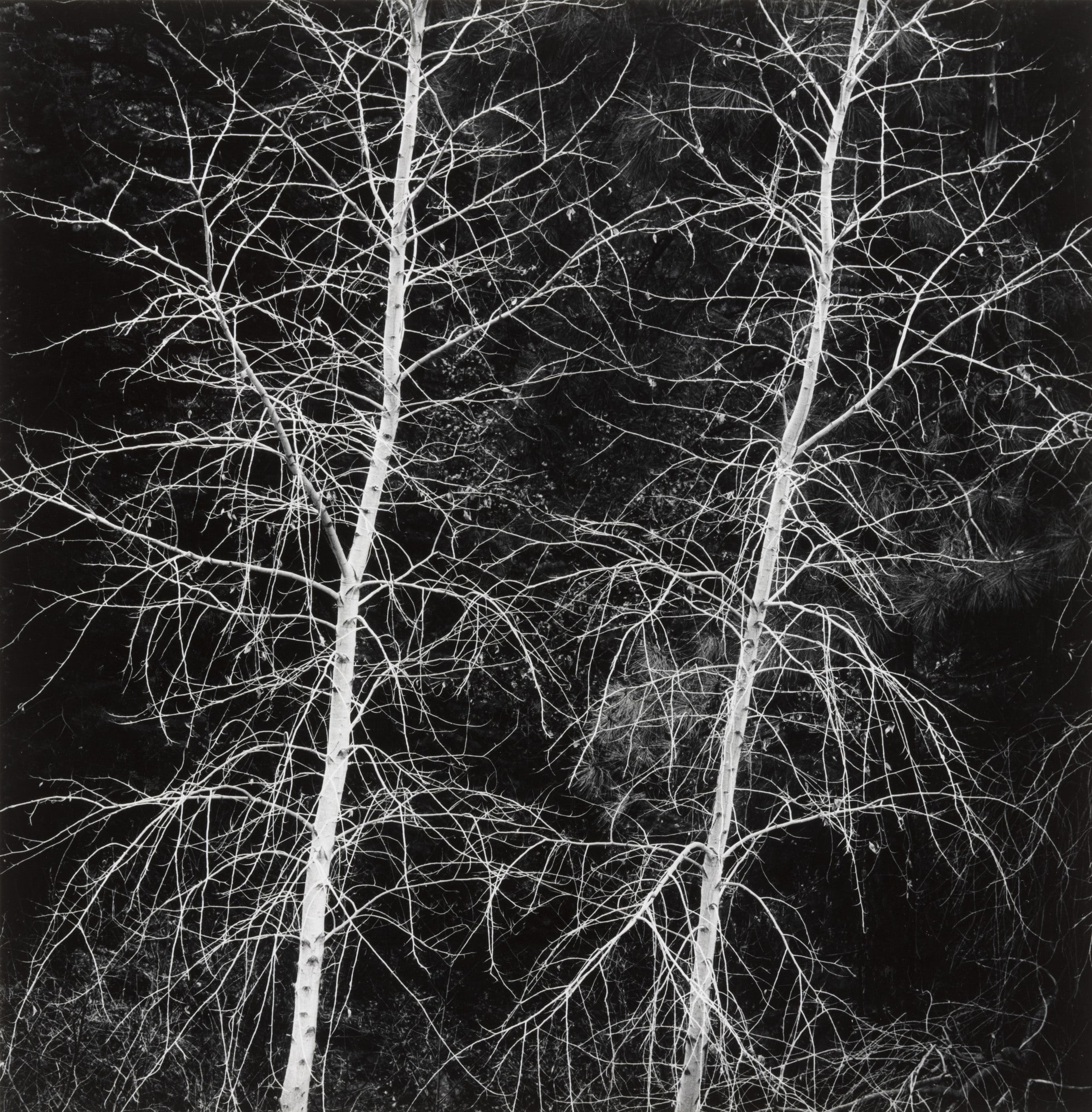 Trees, Hyde Park