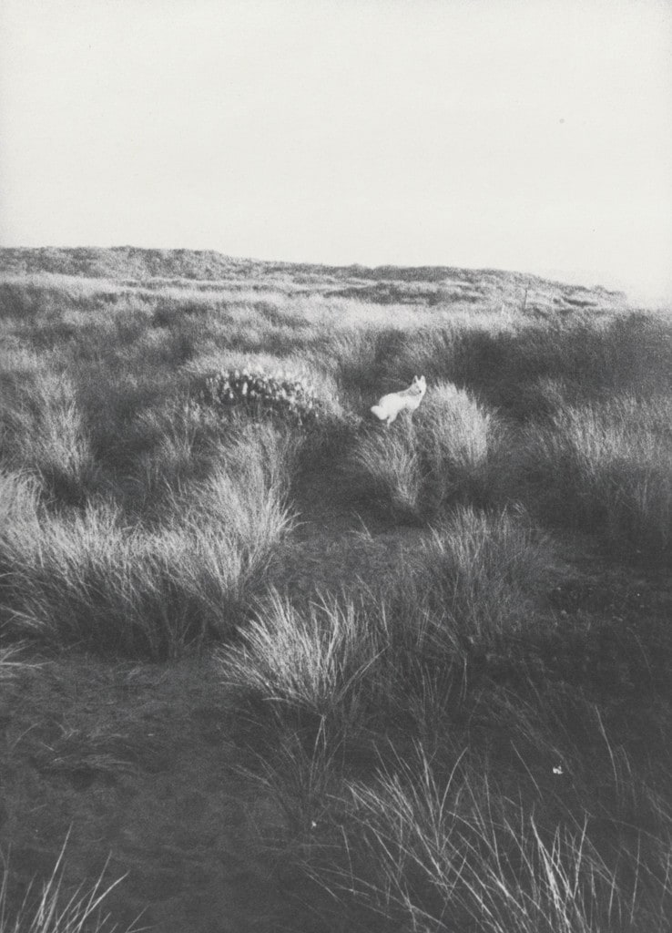 Honey in Field (small)