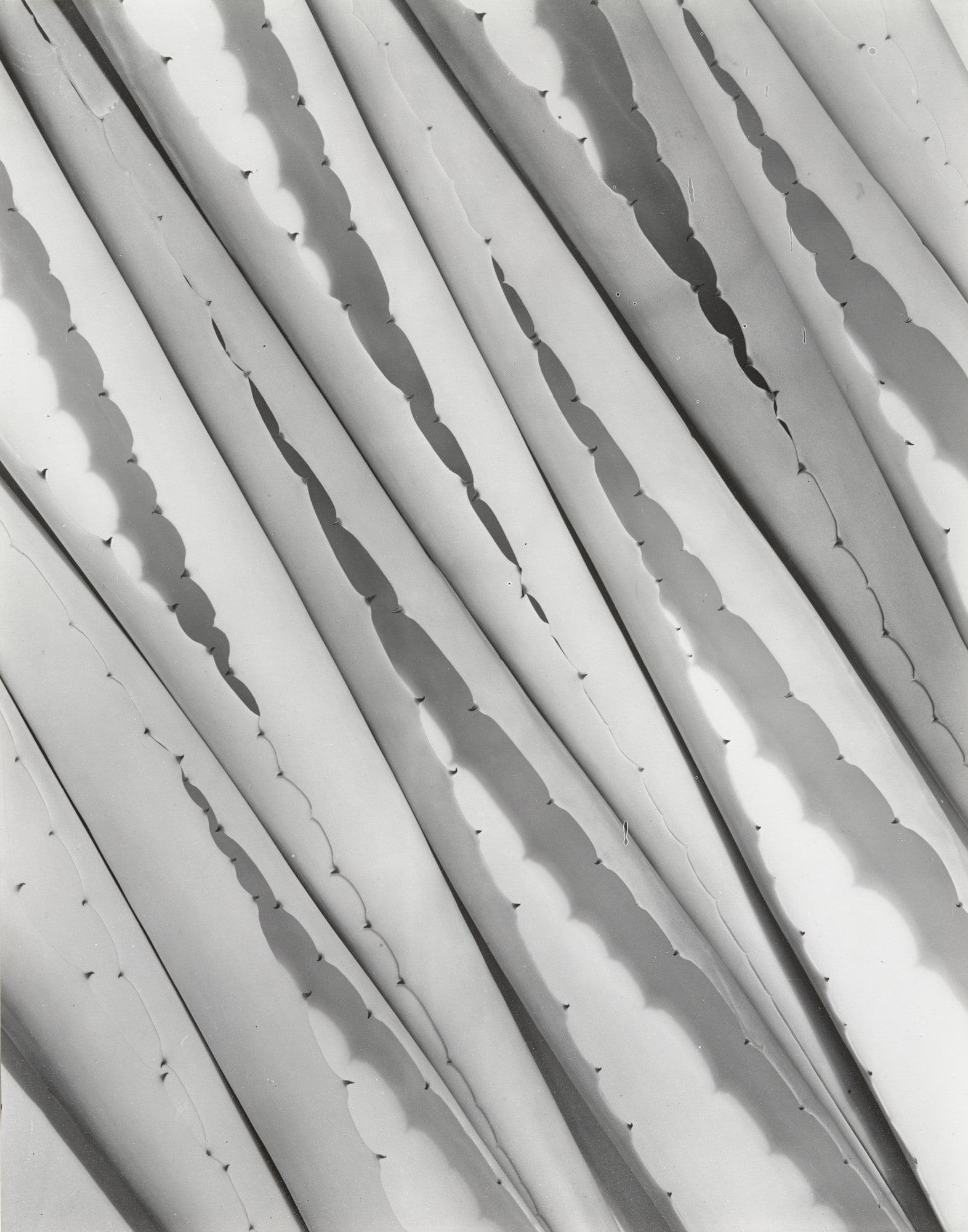 Agave Design 2