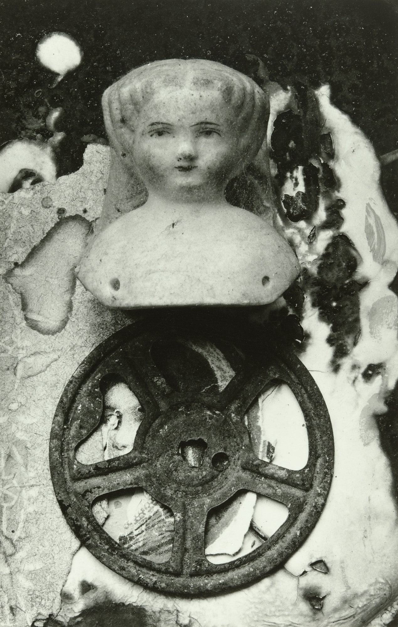 Aurelia