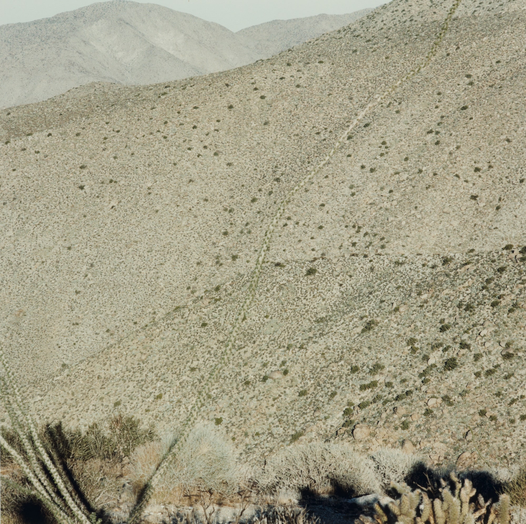 Untitled, (desert scene with cactus foreground, mountain background)