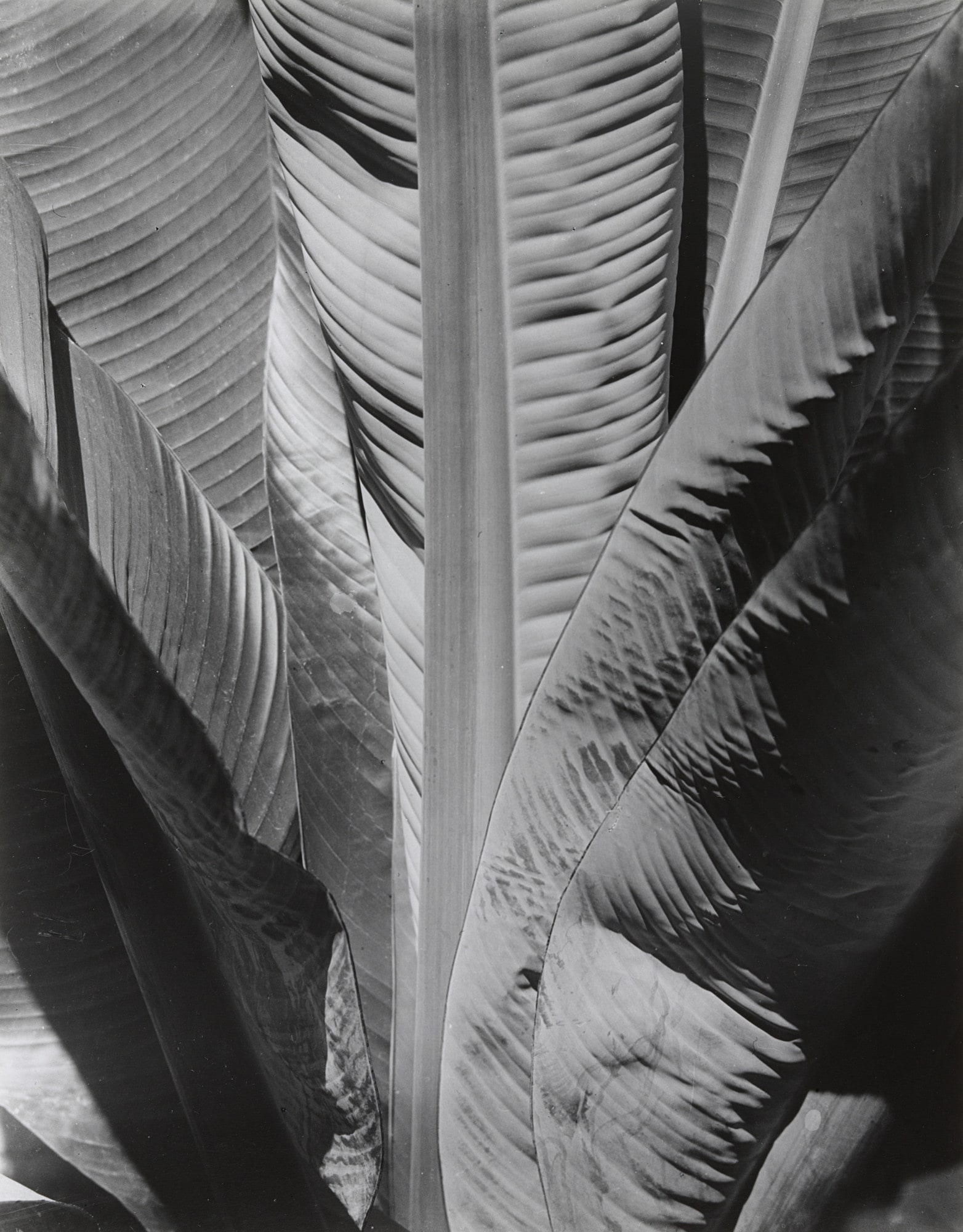 Banana Plant