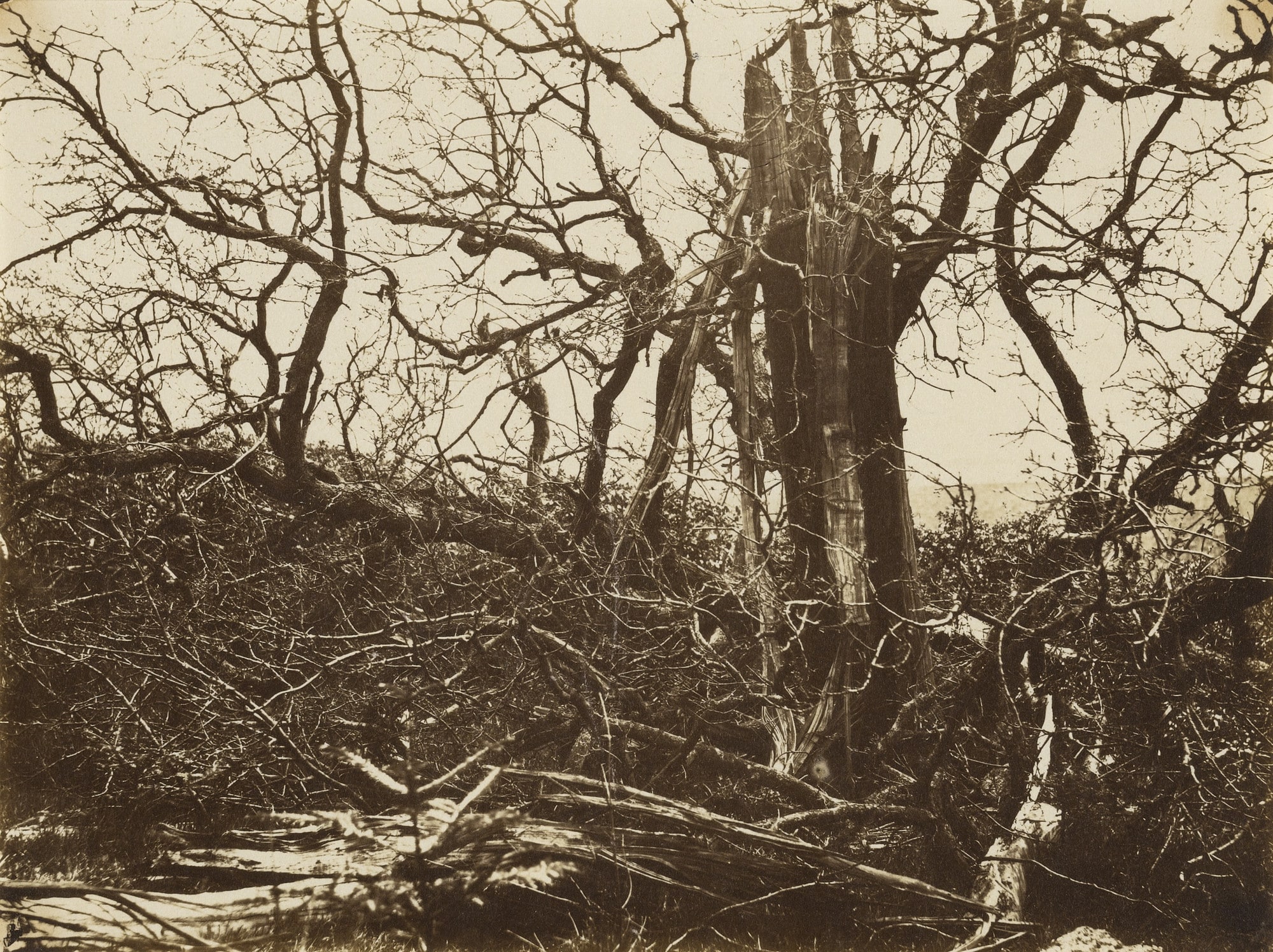 Tree Struck by Lightning, Hill Hall, Essex