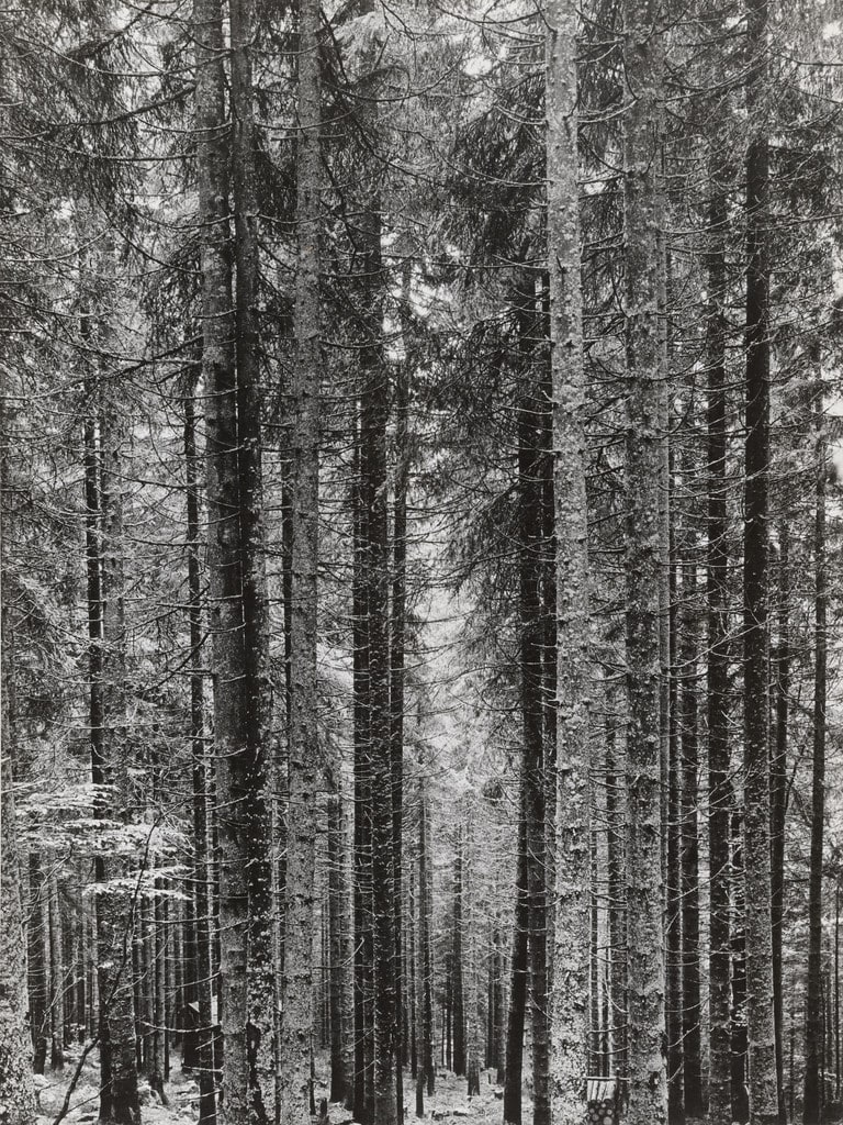 The Bohemian Forest