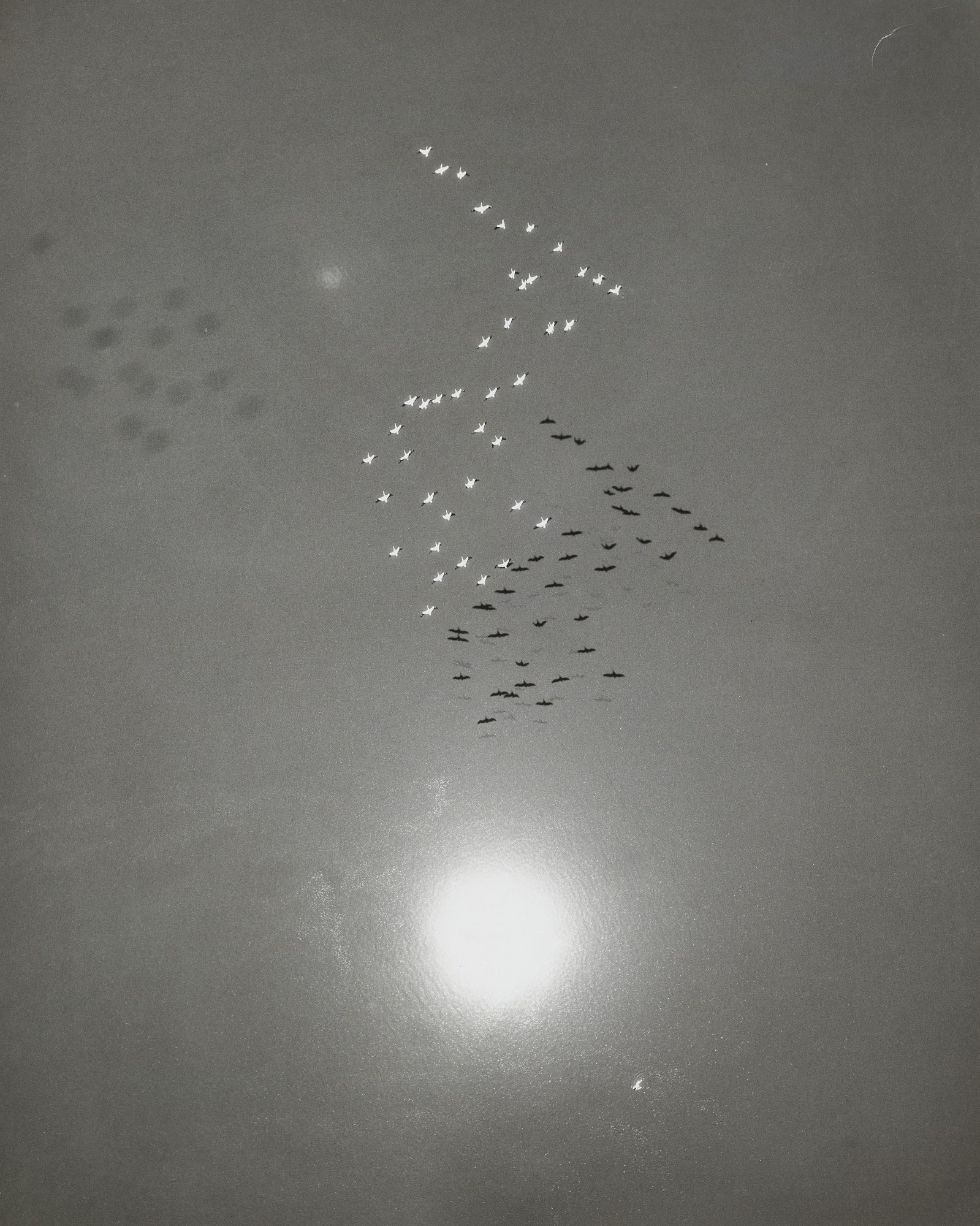 Snow Geese in Flight with Reflection of the Sun over Buena Vista Lake, California