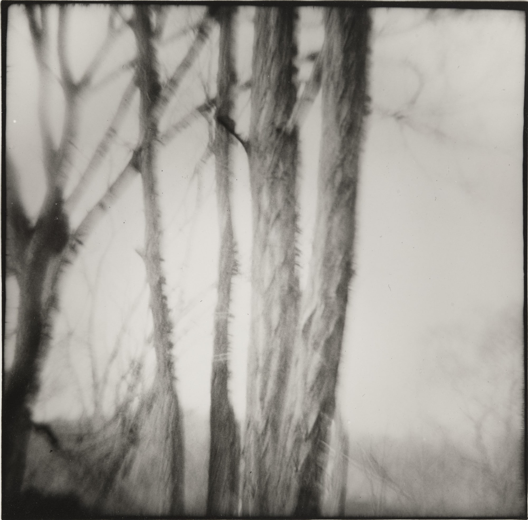 Pictorial Tree, Galapolis, Ohio