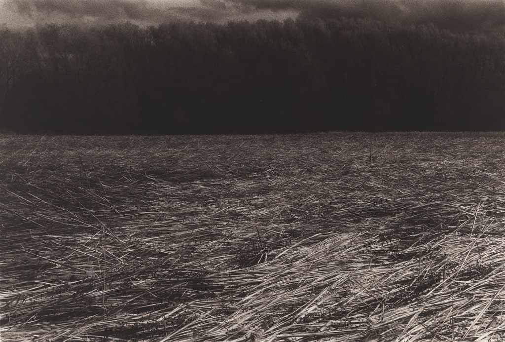 Untitled (#7509, Field and Woods)