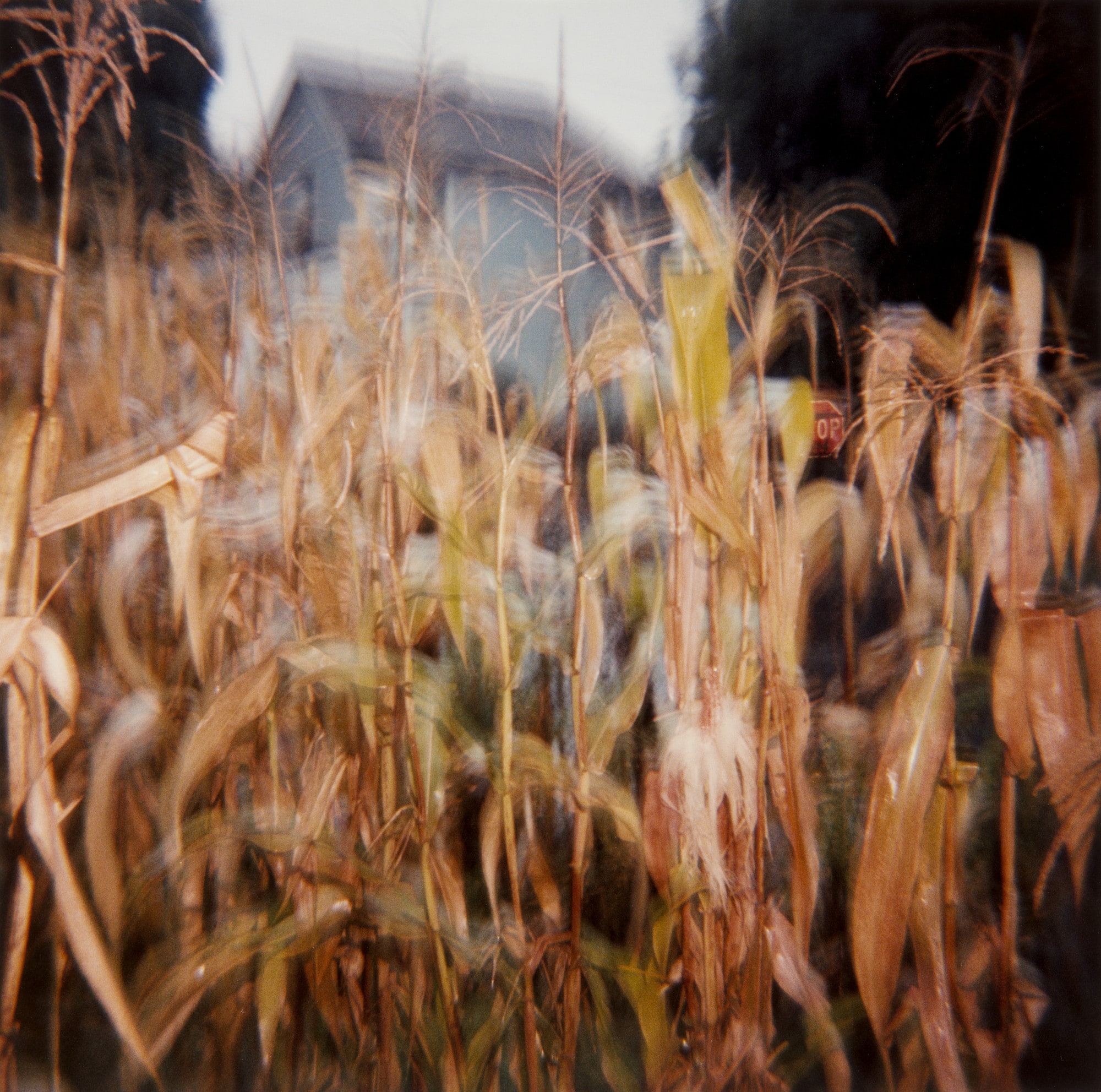 Corn Stalks, Elkins Park, Pennsylvania