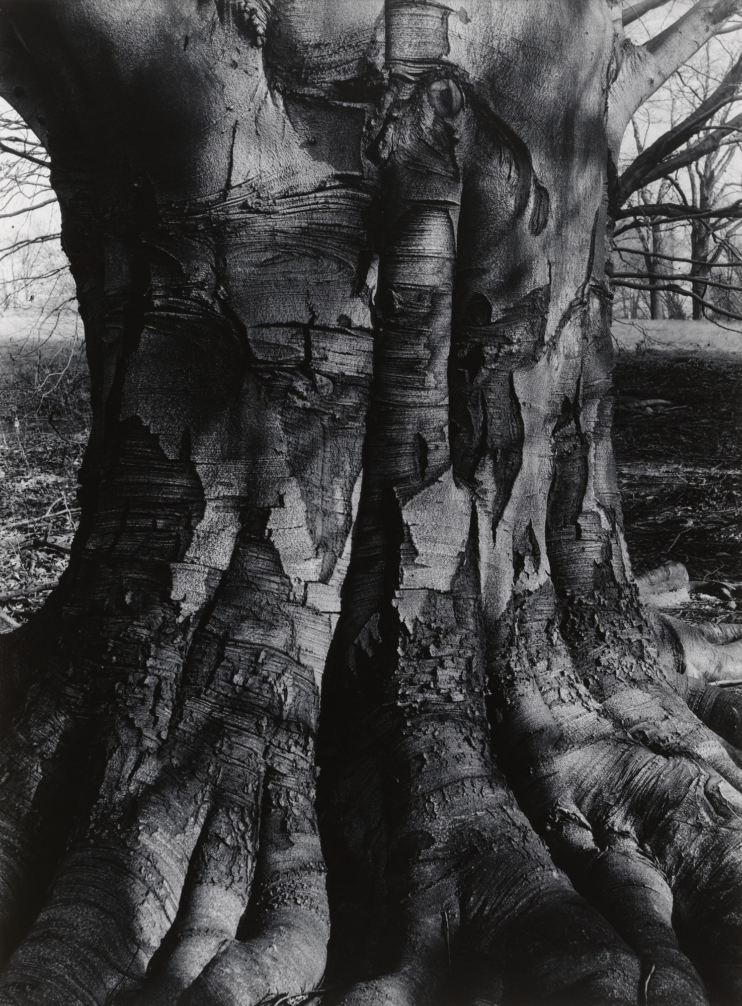 Beech Tree I