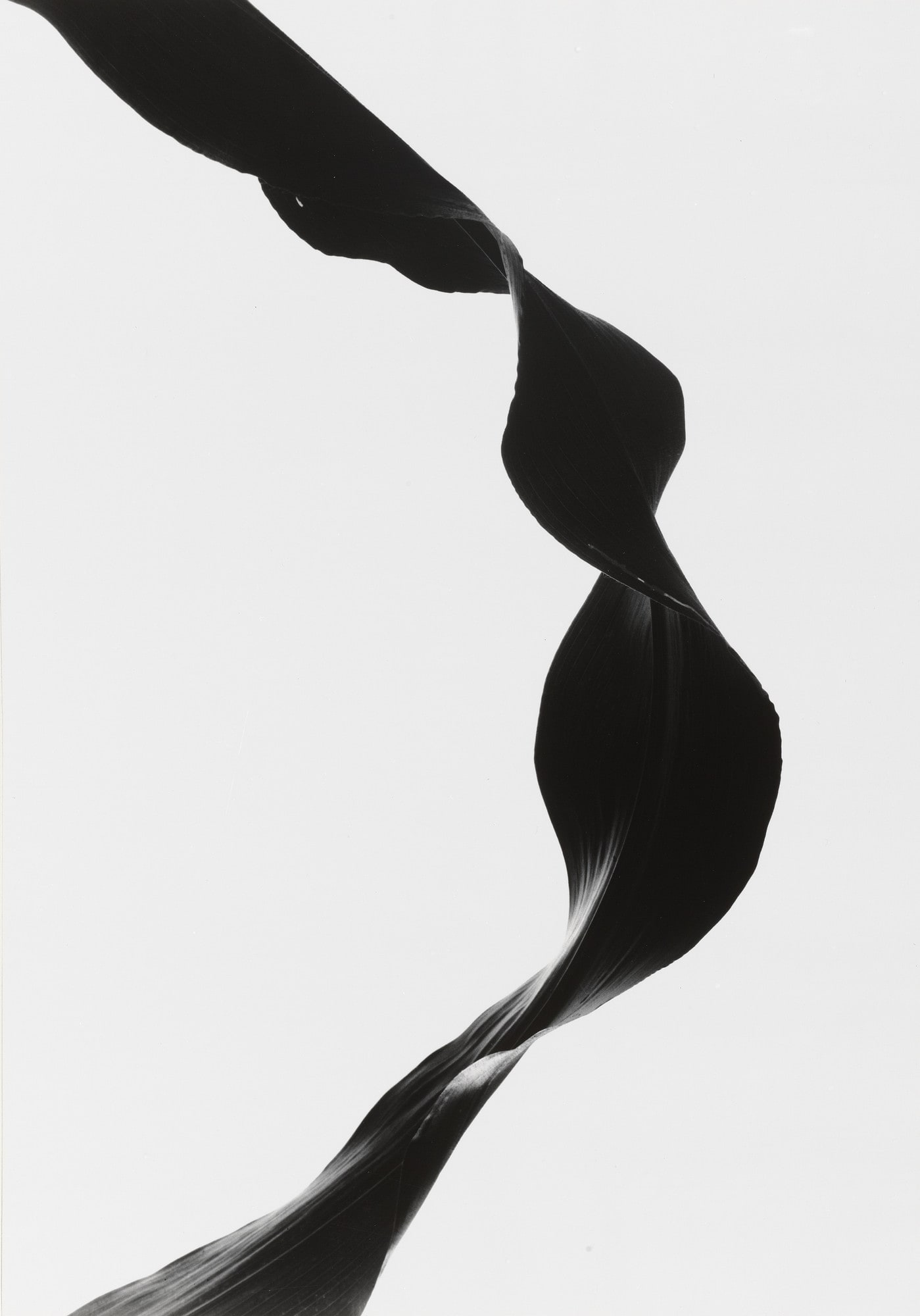 Corn Leaf Rhythm