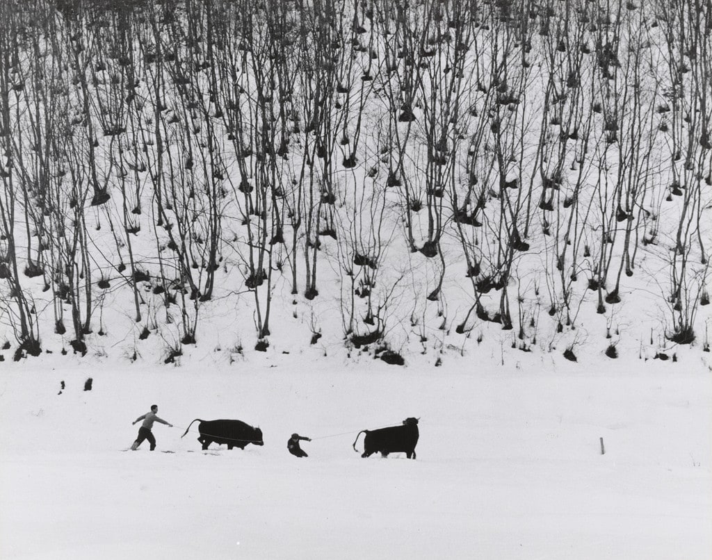 Bulls and Snow