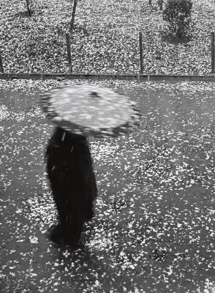Snowflakes, ぼたん雪