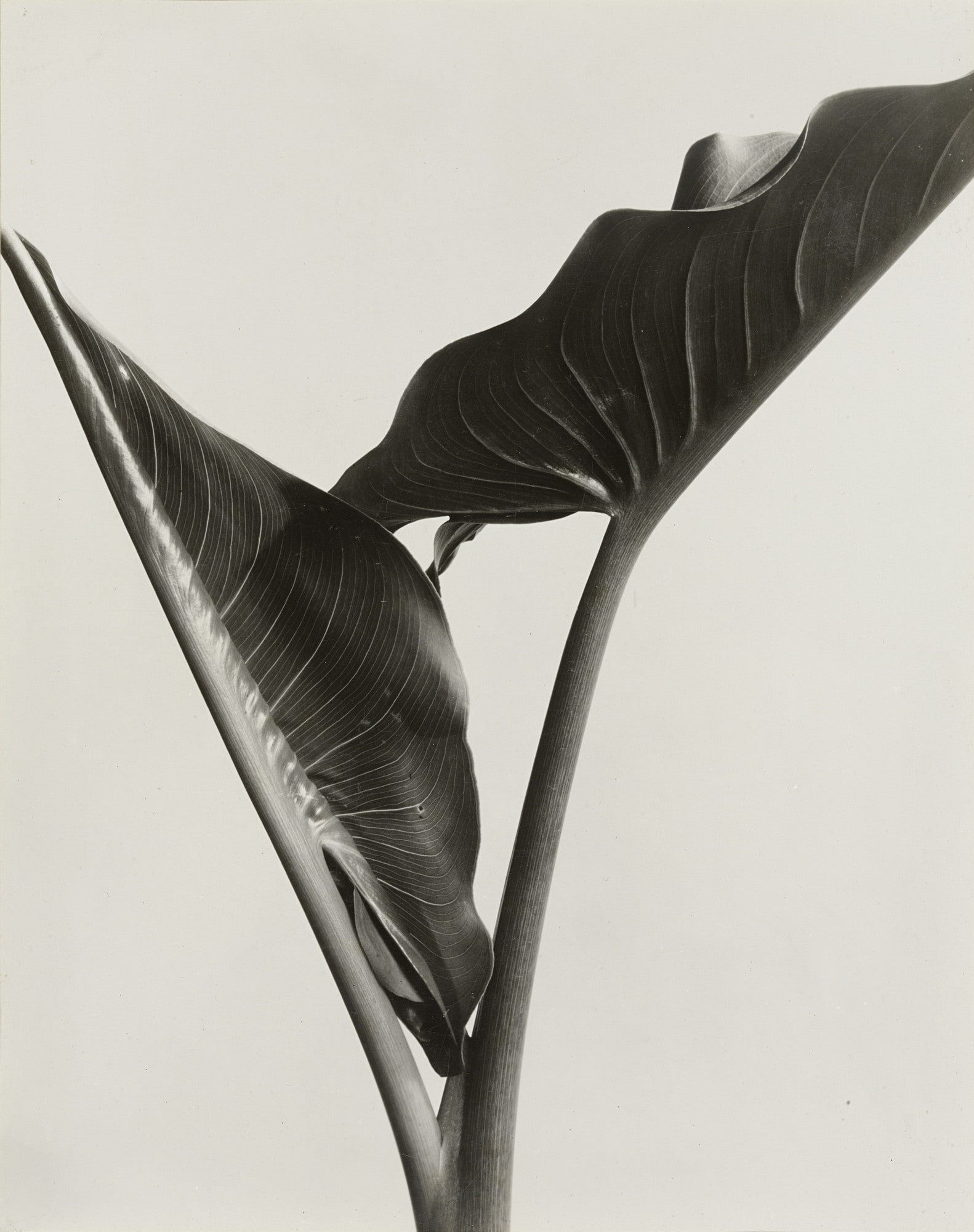 Cala Leaves