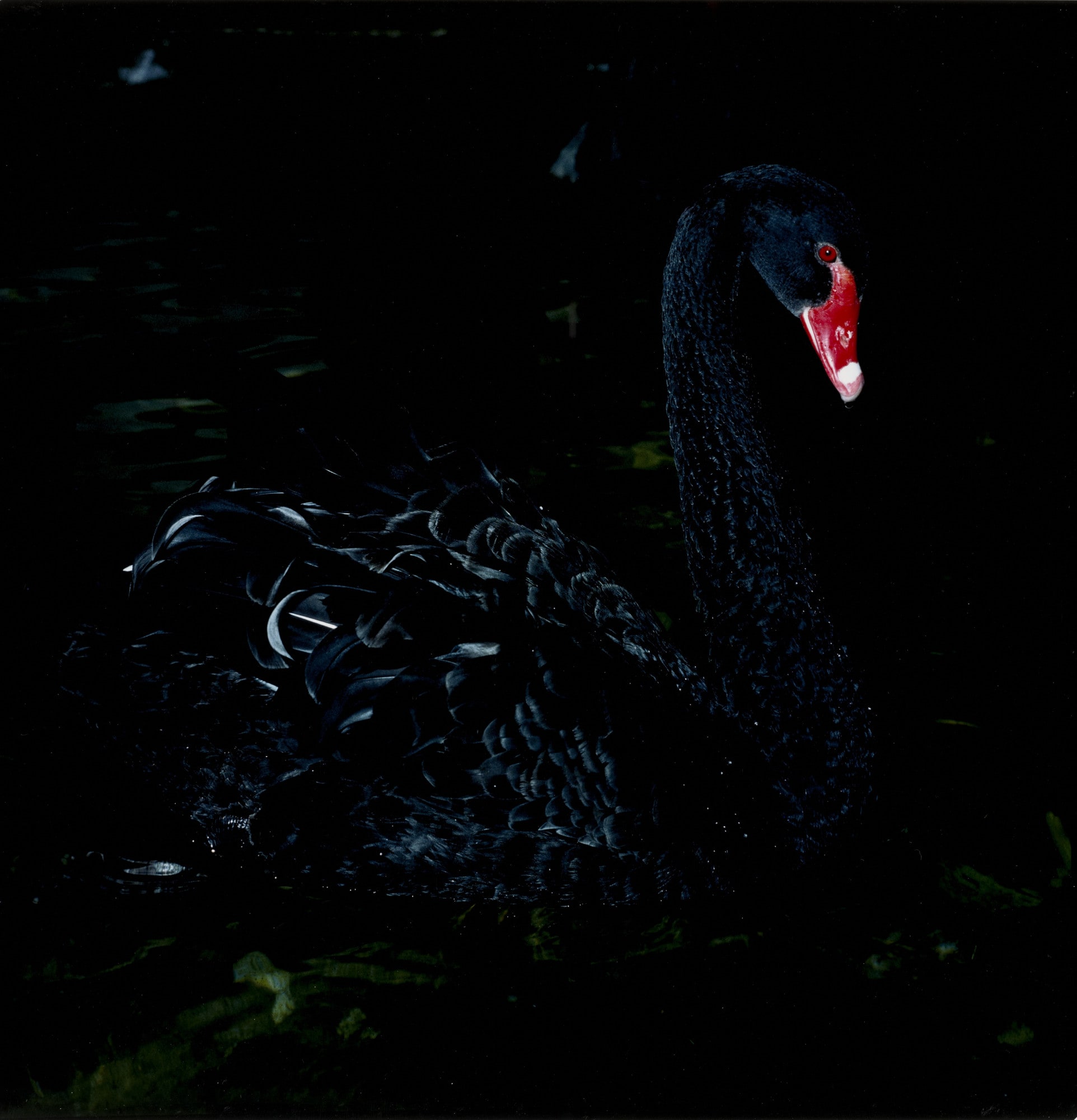 Black Swan, Graz