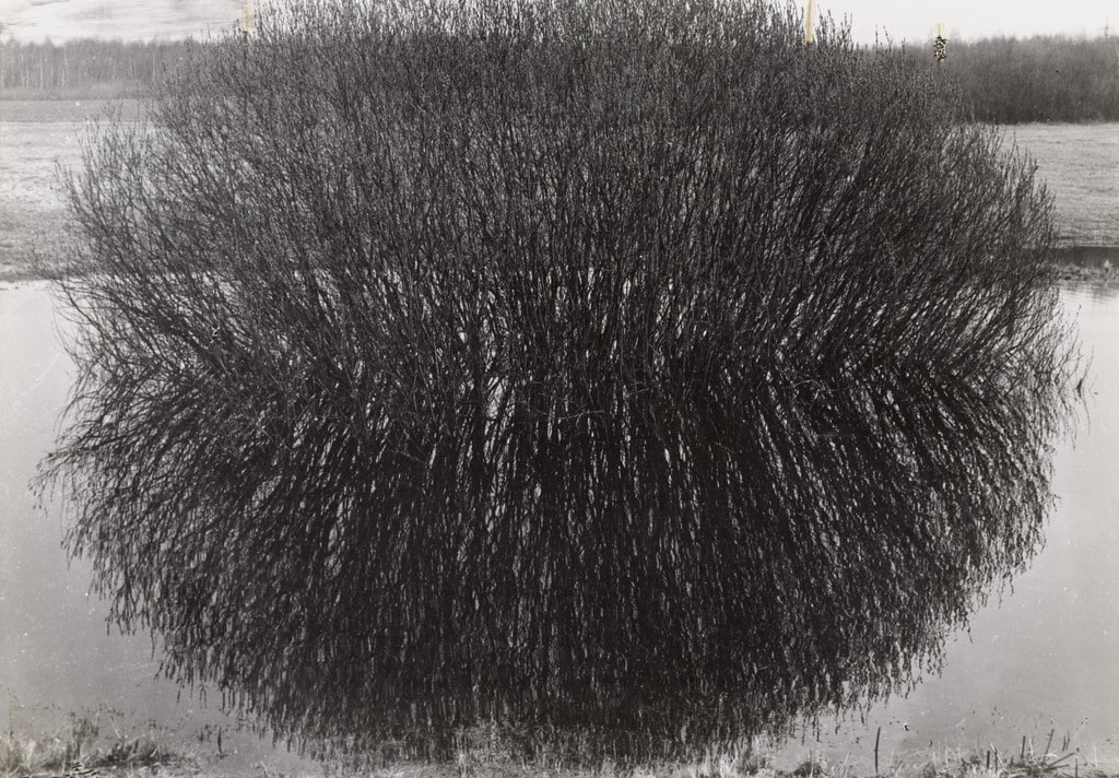 The Figure