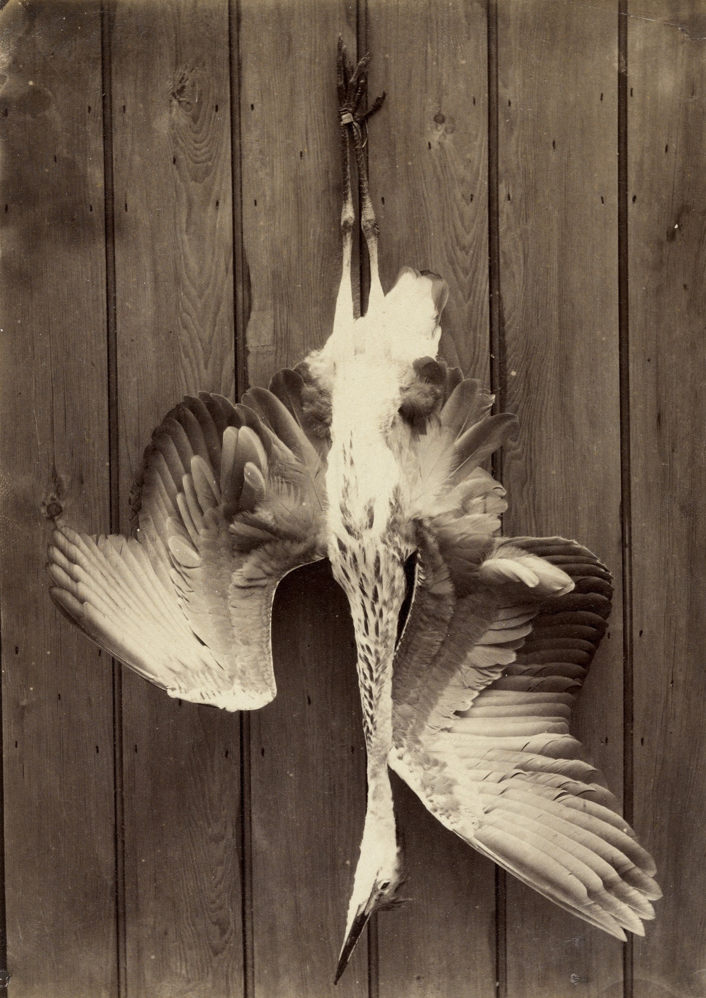 Heron