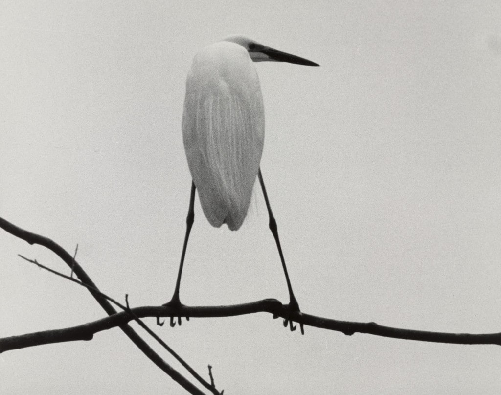 Heron