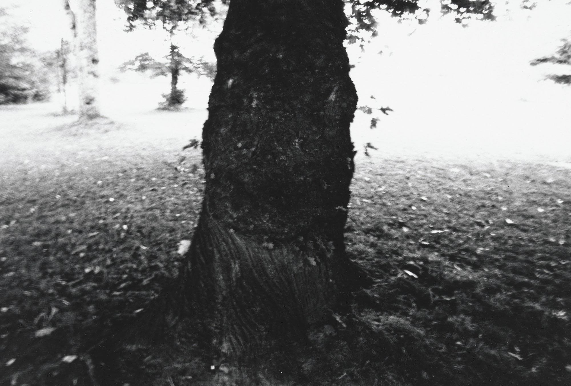 Tree, Rochester, New York