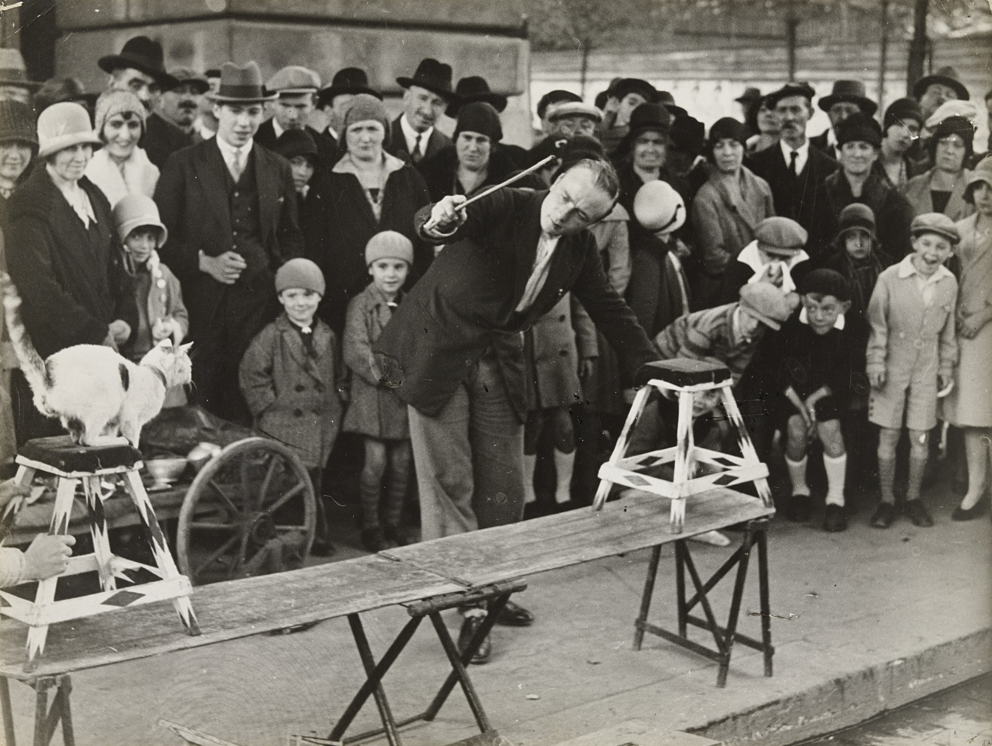 Cat Circus Performing in the Street
