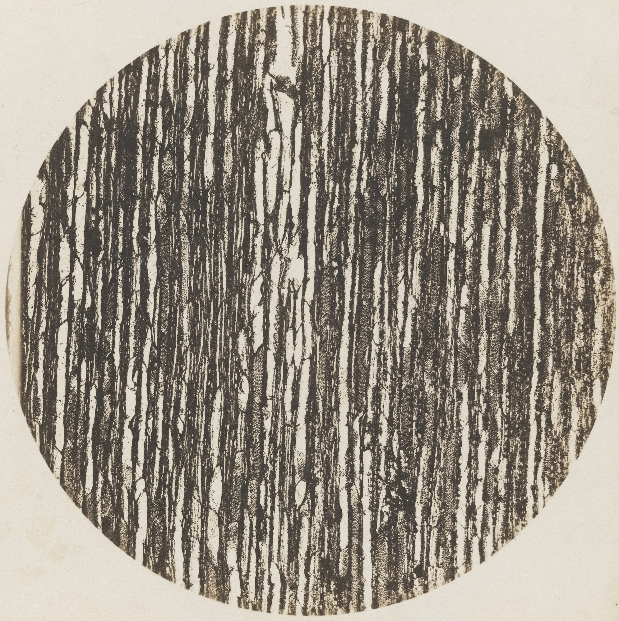 Chestnut Tree Wood: Vertical Section, 600x magnification