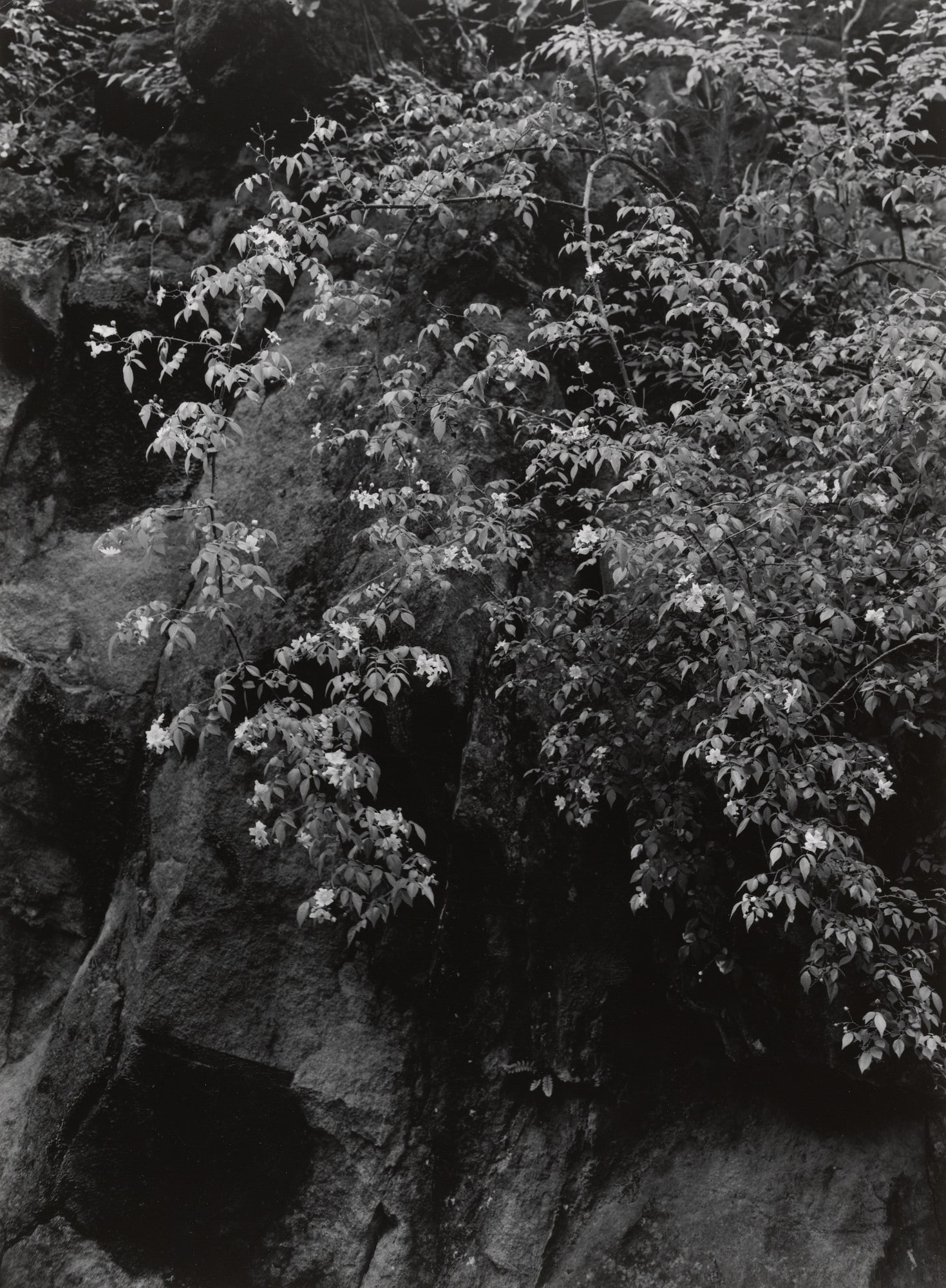 The Bank of the Muro River (Summer)