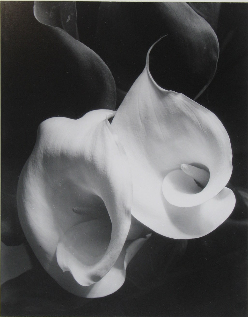 Two Callas