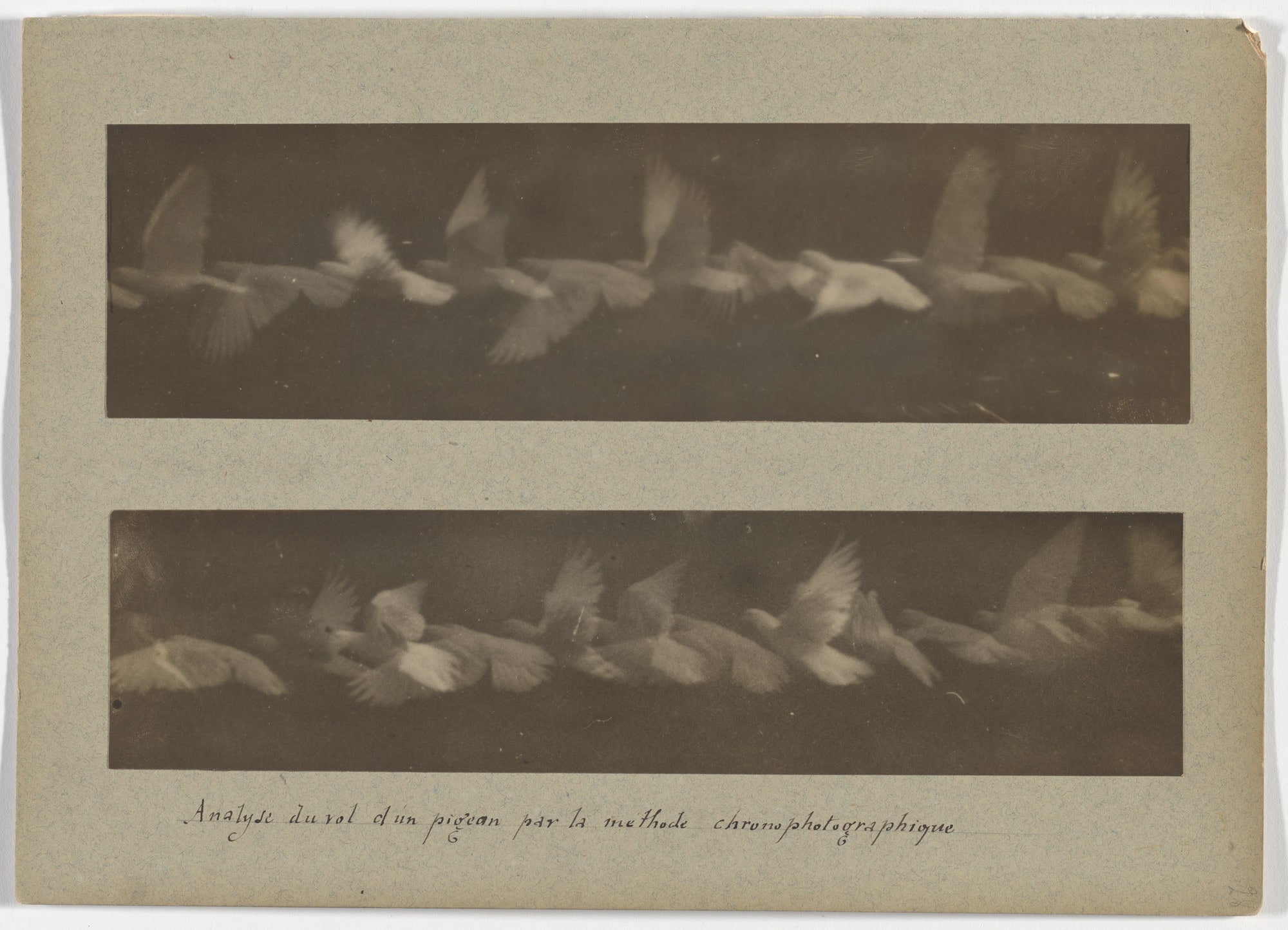 Analysis of the Flight of a Pigeon by the Chronophotographic Method