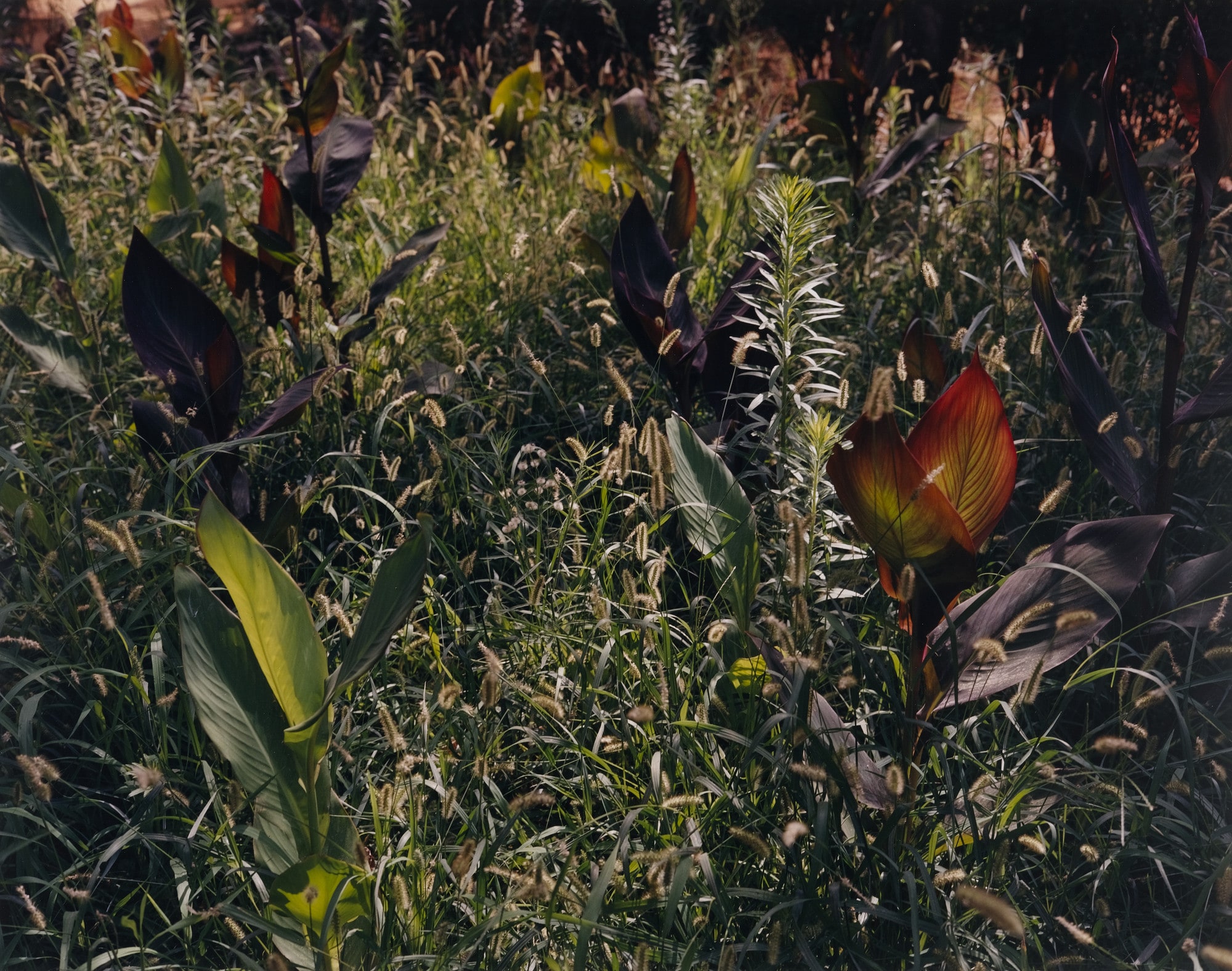 Garden, Saville