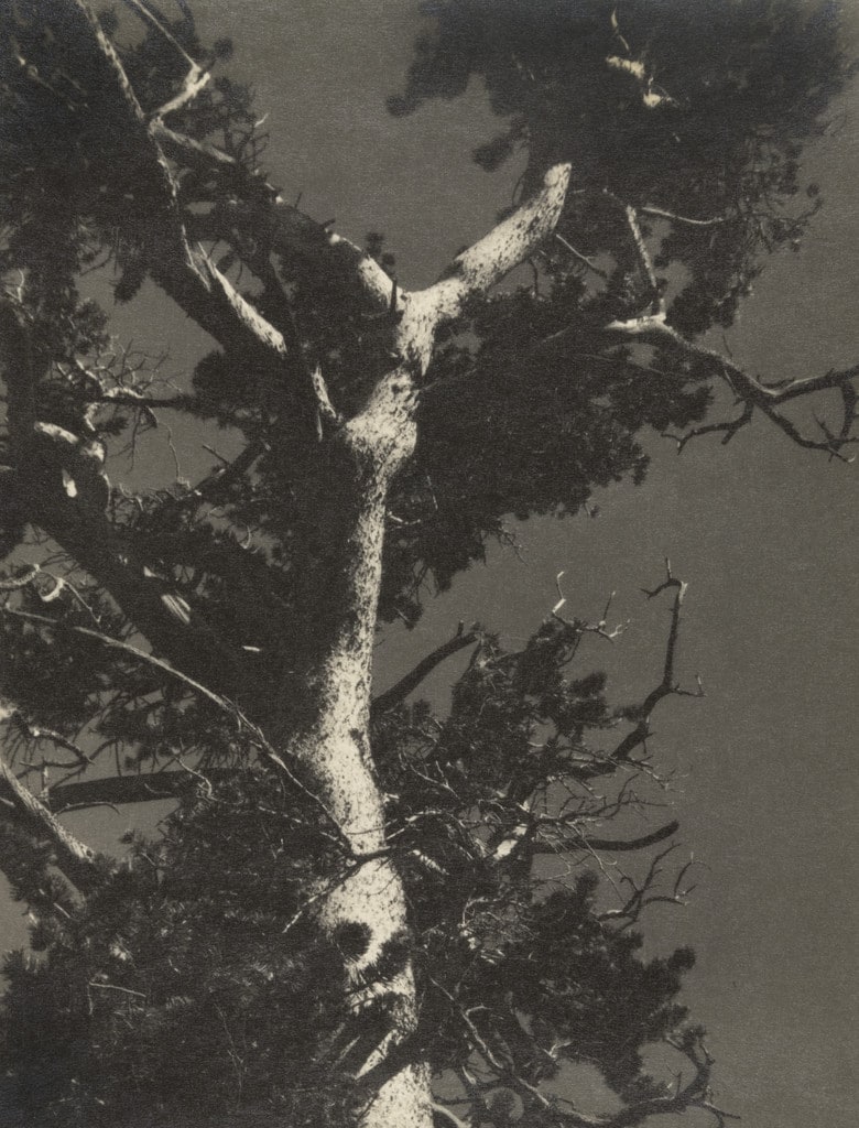 Lodgepole Pine