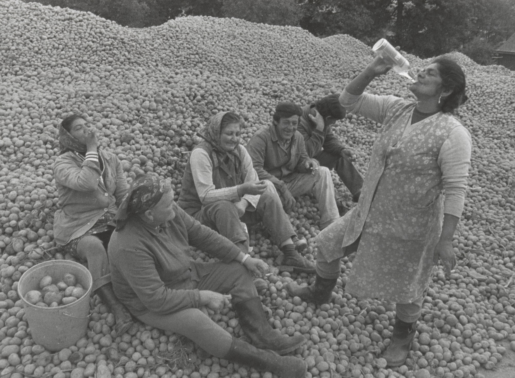 Potato Harvesters