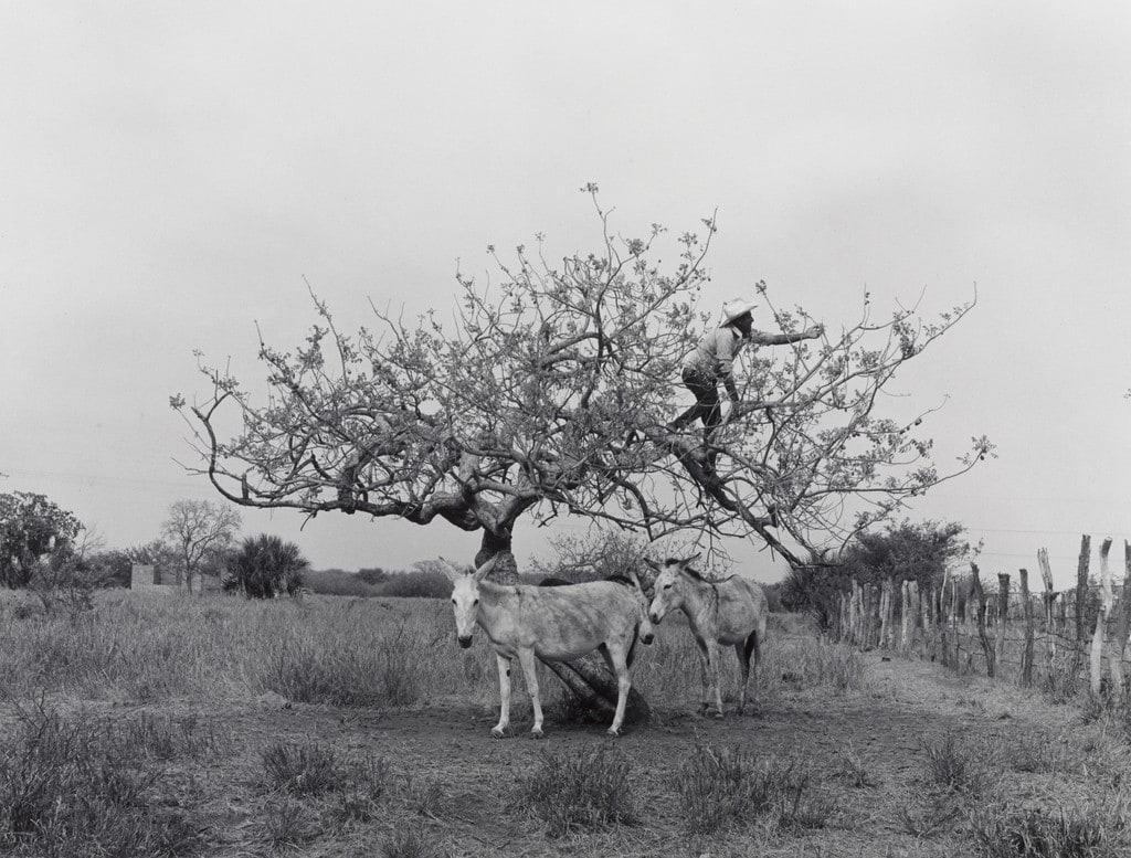 Plum Tree (El Arbol de los Circelos)