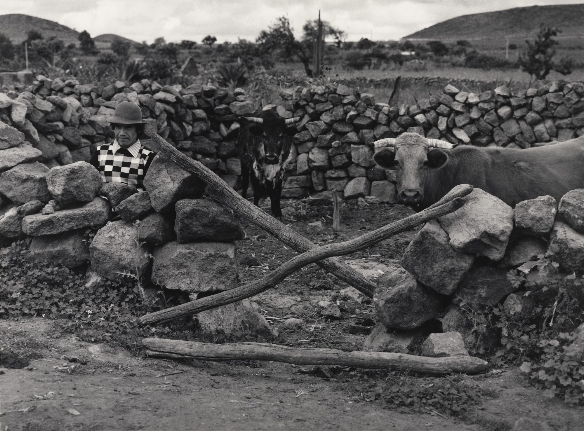 A Man and Two Cows