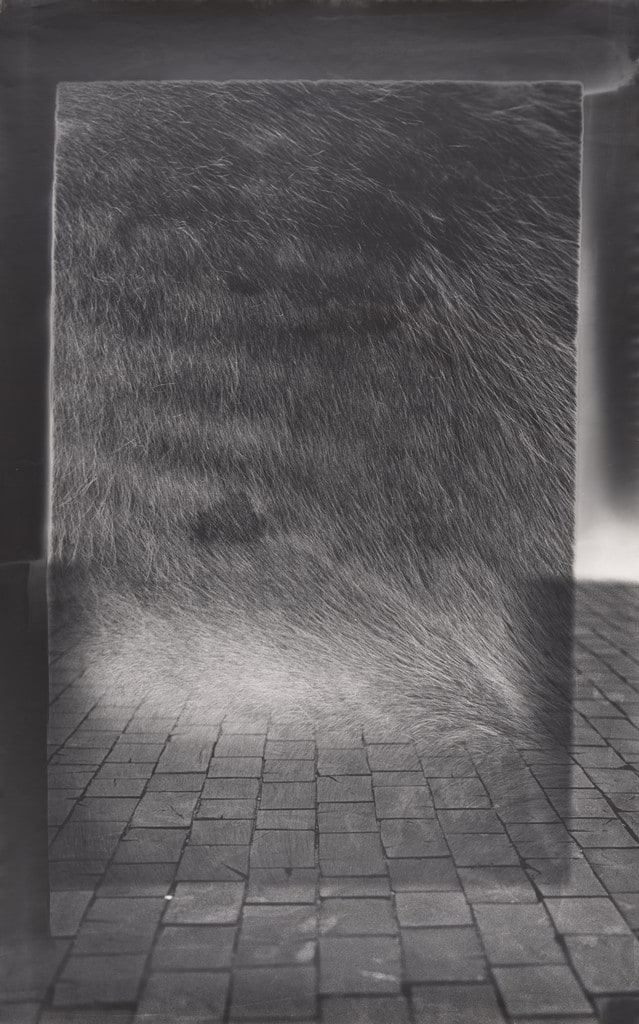 Attempted Exhibition of an Animal, No. 2