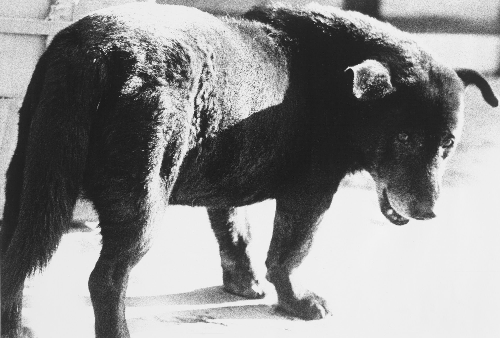 Stray Dog, Misawa