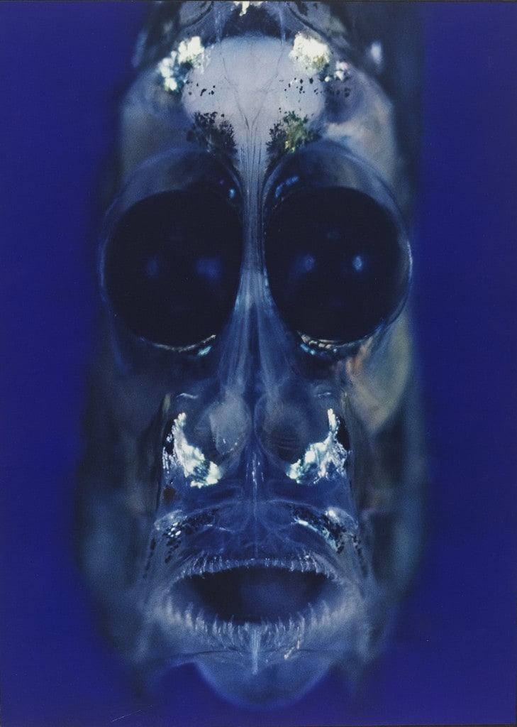 Argyropelecus, Magnified 40 times