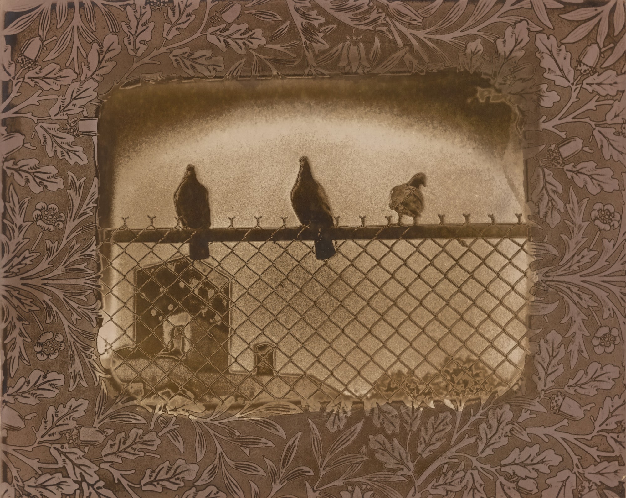 Pigeons, Village Square