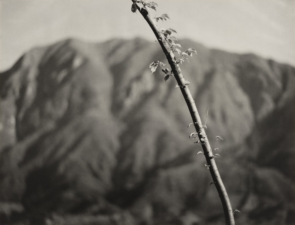 Early Summer