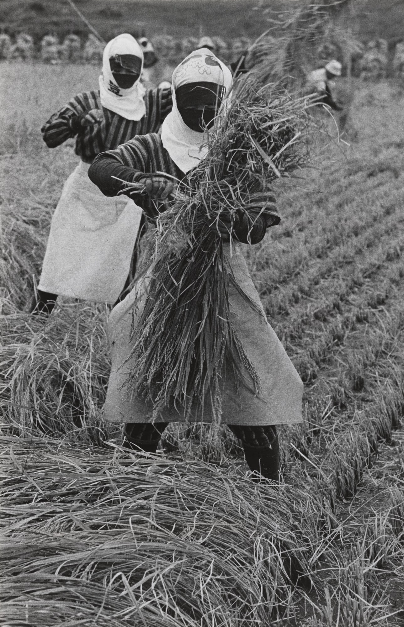 Harvest