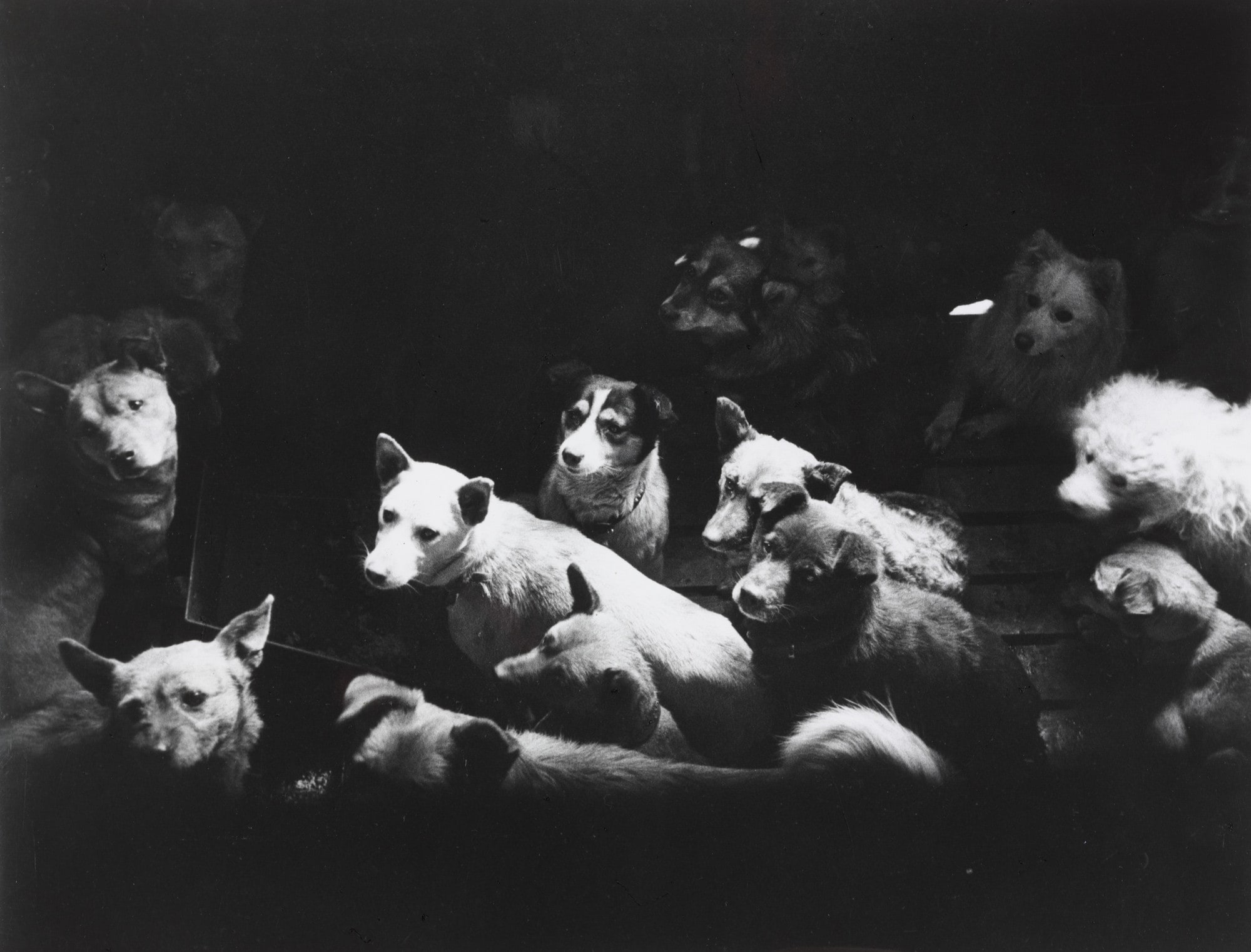 Dogs