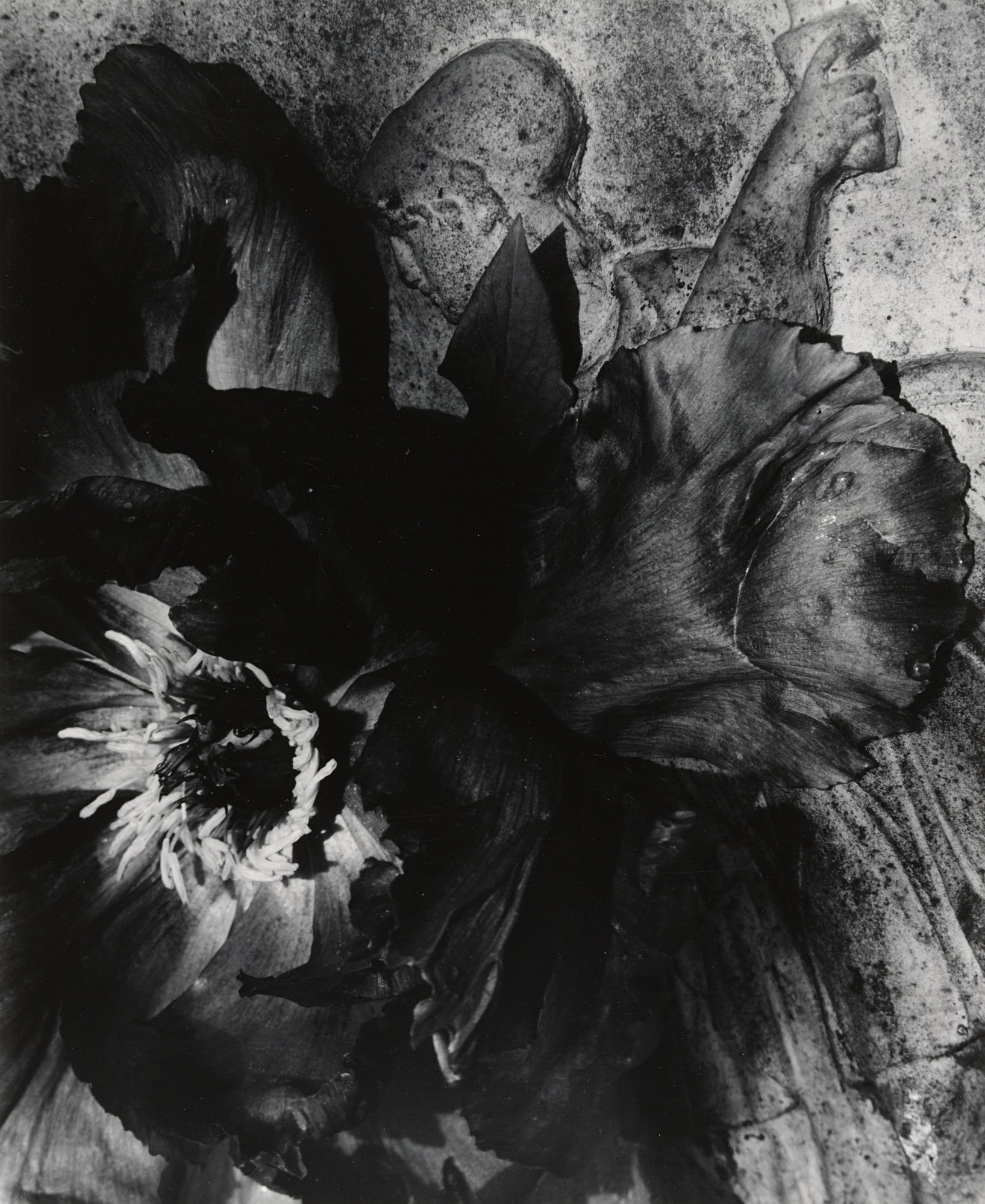 Tree Peony Blossom near an Old Urn