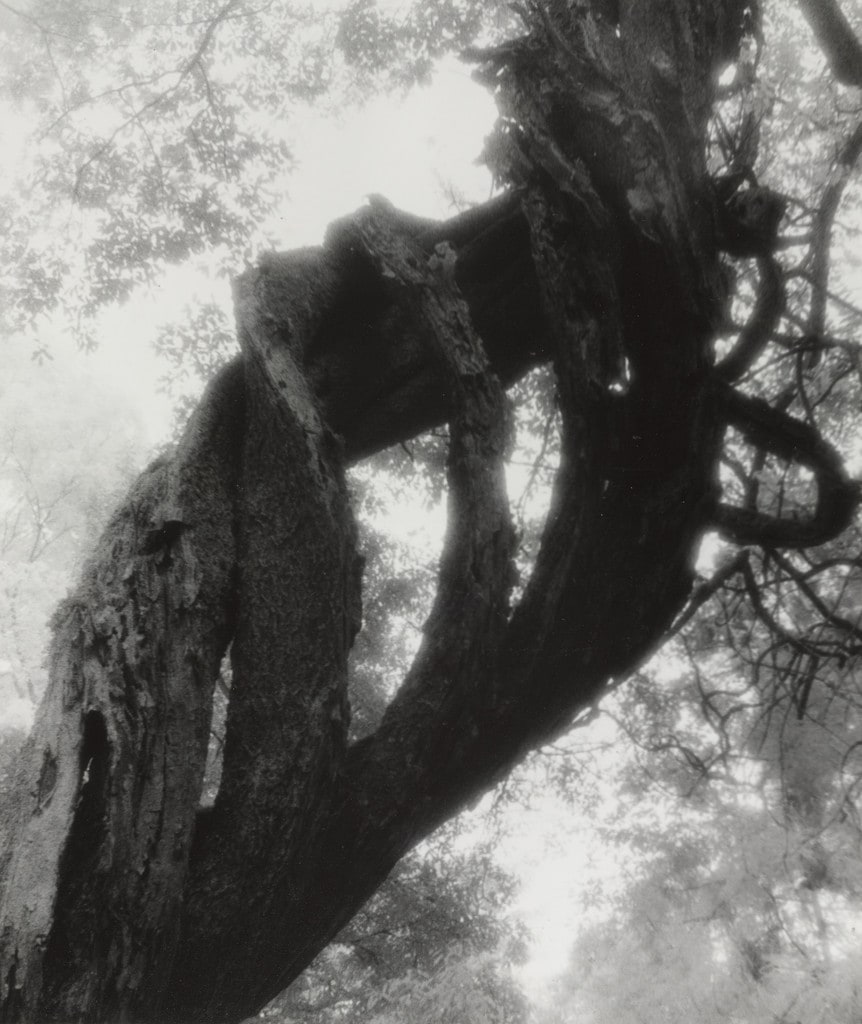 A Tree of Wisteria (A)