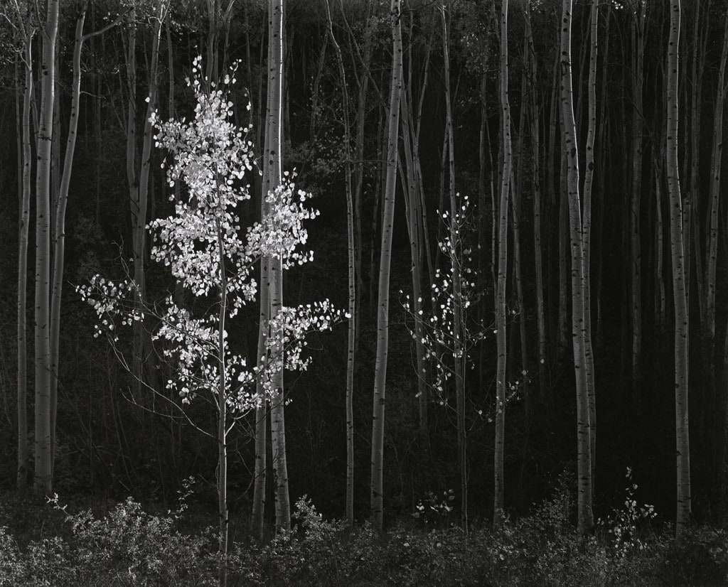 Aspens, Northern New Mexico